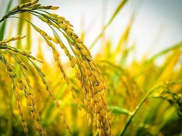 今年雨水多，對(duì)水稻的收成有影響嗎？
