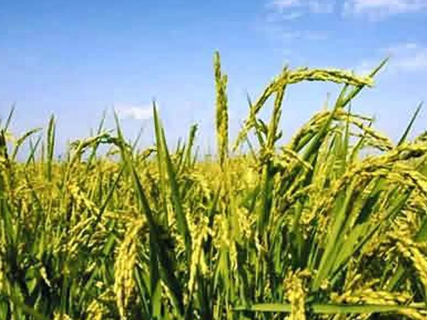 &ldquo;北稻南移&rdquo; 東北水稻在自貢榮縣這個(gè)村長(zhǎng)勢(shì)良好！